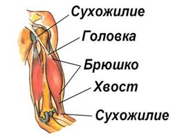 Регуляция сокращения мышечных волокон - student2.ru