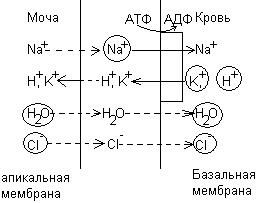 Регуляция водно-солевого обмена - student2.ru