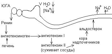 Регуляция водно-солевого обмена - student2.ru