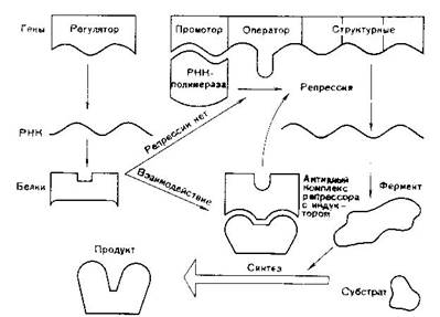 Регуляция экспрессии генов у прокариот - student2.ru