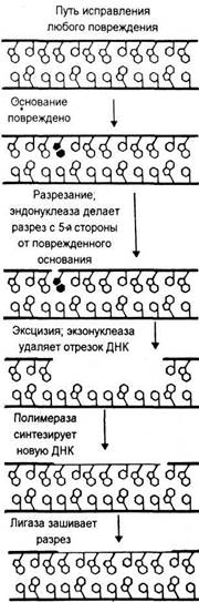 Репарационные процессы ДНК - student2.ru