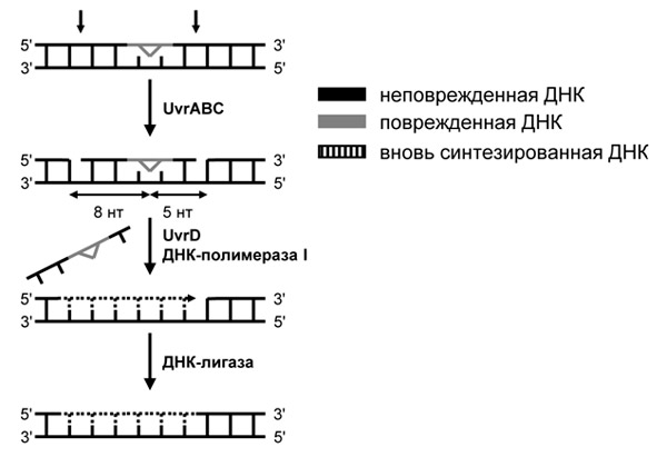 Репарация. Самый простой способ - student2.ru