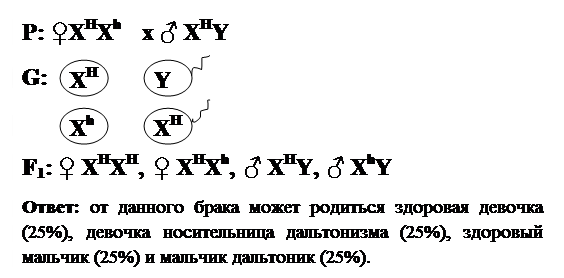 Решение типовой задачи на наследование признаков сцепленных с полом. - student2.ru