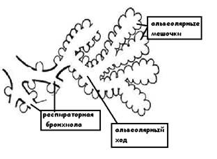 респираторный отдел лёгких - student2.ru