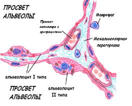 респираторный отдел лёгких - student2.ru