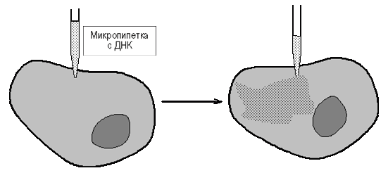 Рестриктазно-лигазный метод. - student2.ru