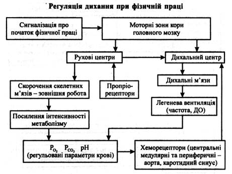 роль інших відділів цнс у регуляції дихання - student2.ru