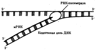 Роль РНК в реализации наследственной информации - student2.ru