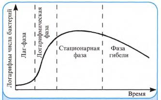 Рост и размножение бактерий. Кривая роста - student2.ru