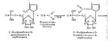 розщеплення нуклеїнових кислот - student2.ru