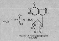 розщеплення нуклеїнових кислот - student2.ru