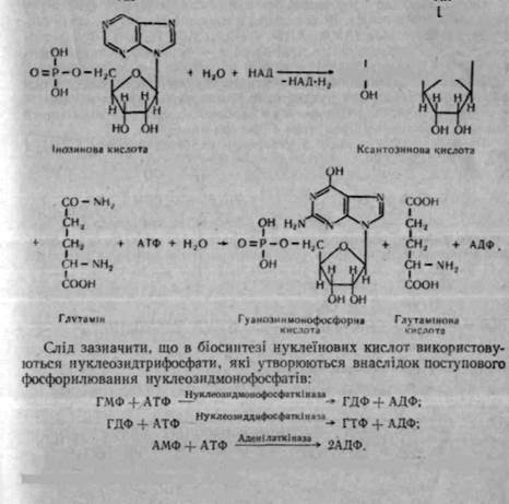 розщеплення нуклеїнових кислот - student2.ru