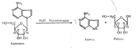 розщеплення нуклеїнових кислот - student2.ru