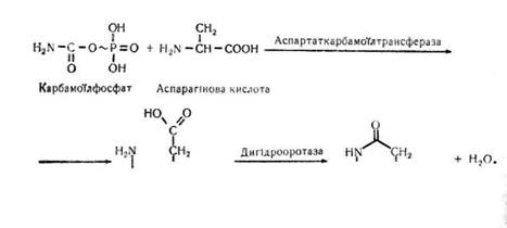 розщеплення нуклеїнових кислот - student2.ru