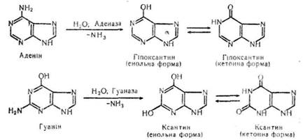 розщеплення нуклеїнових кислот - student2.ru