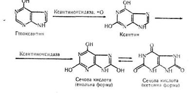 розщеплення нуклеїнових кислот - student2.ru