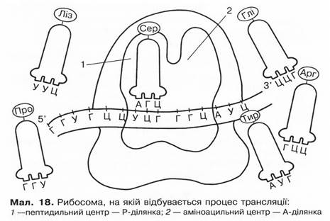 Розв'яжіть задачі на моделювання ДНК та РНК. - student2.ru