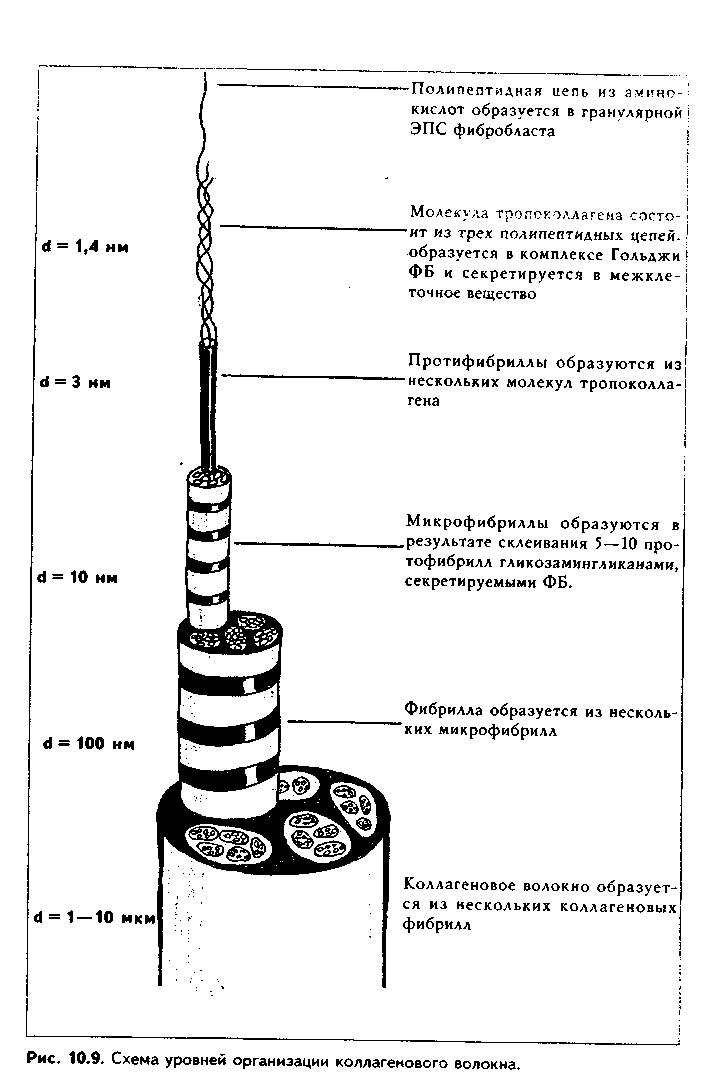 рыхлая волокнистая неоформленная соединительная ткань (рвнст) - student2.ru