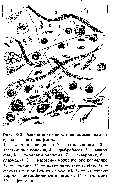 рыхлая волокнистая неоформленная соединительная ткань (рвнст) - student2.ru