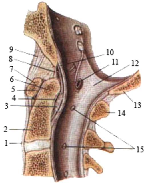 Сагиттальный распил соединения позвонков - student2.ru