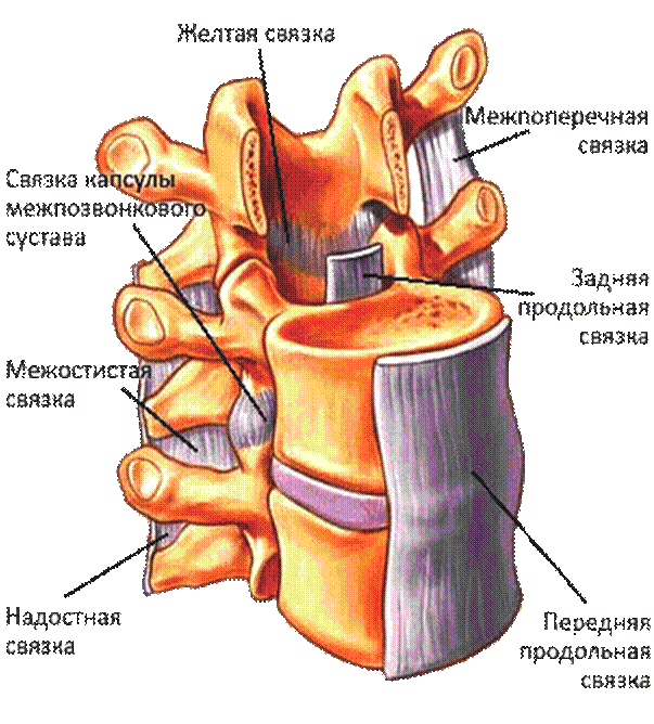 Сагиттальный распил соединения позвонков - student2.ru