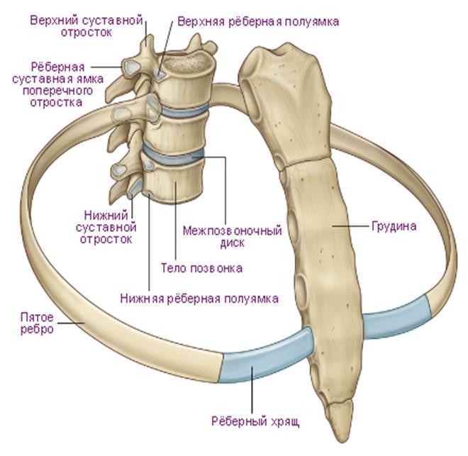Сагиттальный распил соединения позвонков - student2.ru