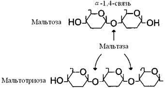 Сахаразо-изомальтазный комплекс - student2.ru