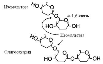 Сахаразо-изомальтазный комплекс - student2.ru