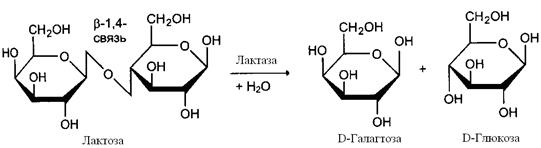 Сахаразо-изомальтазный комплекс - student2.ru