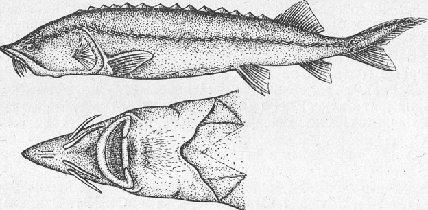 Семейство Осетровые — Acipenseridae - student2.ru