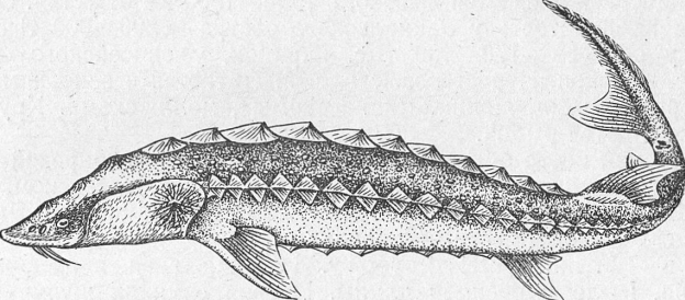 Семейство Осетровые — Acipenseridae - student2.ru