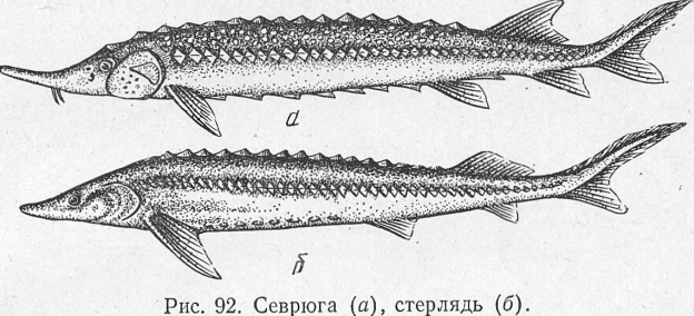 Семейство Осетровые — Acipenseridae - student2.ru