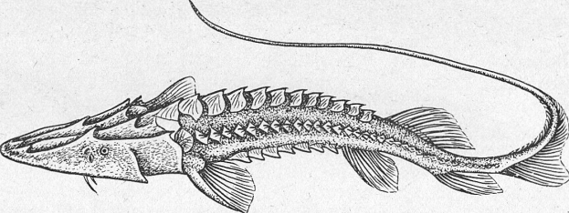 Семейство Осетровые — Acipenseridae - student2.ru