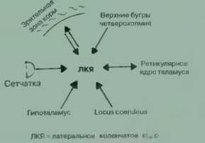 Сенсомоторная корреляция у многоклеточных - student2.ru