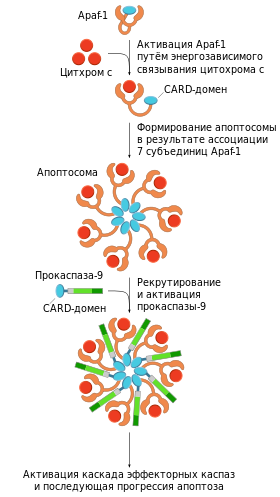 сигнальная фаза апоптоза. митохондриальный сигнальный путь - student2.ru