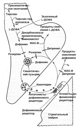 Симптомы болезни Паркинсона появляются вследствие недостатка дофамина в substantia nigra и в corpus striatum - student2.ru