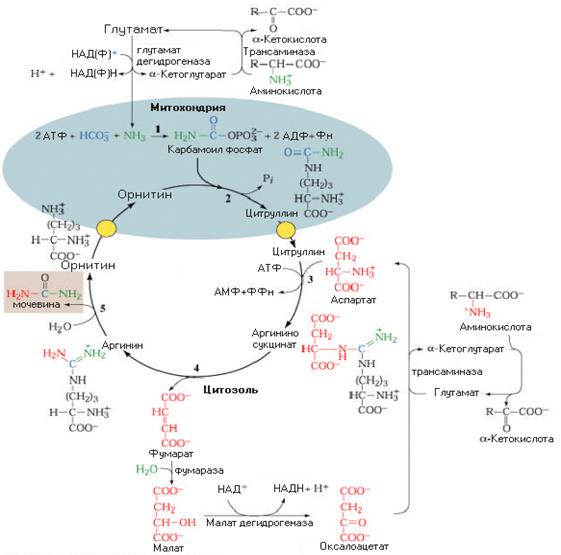 Синтез карбамоилфосфата – ключевая реакция синтеза мочевины - student2.ru