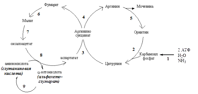 Синтез карбамоилфосфата – ключевая реакция синтеза мочевины - student2.ru