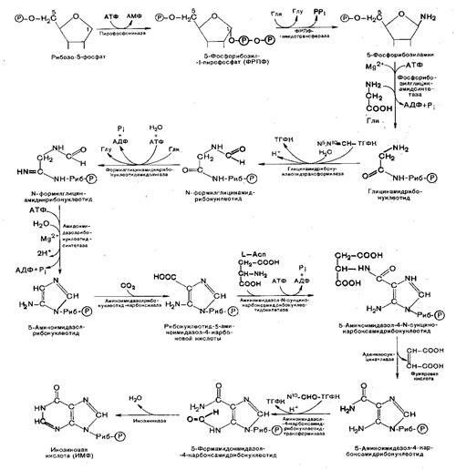 Синтез пуриновых нуклеотидов - student2.ru
