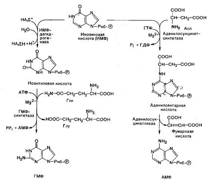 Синтез пуриновых нуклеотидов - student2.ru