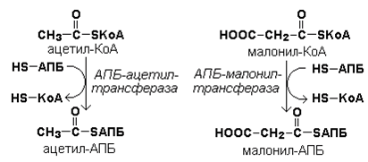 Синтез высших жирных кислот. - student2.ru