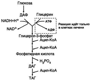Синтез жирных кислот из пальмитиновой кислоты - student2.ru