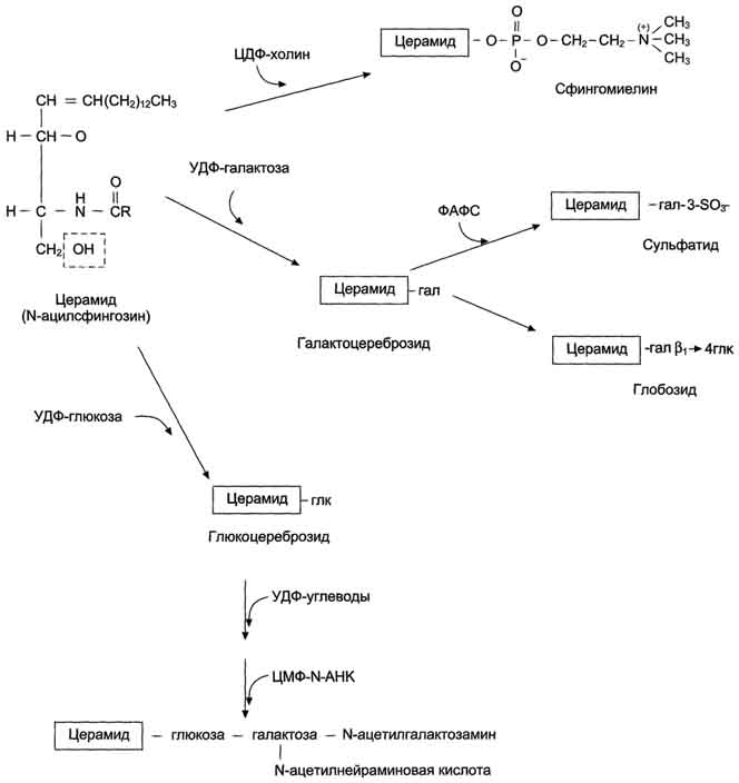 Синтез жирных кислот из пальмитиновой кислоты - student2.ru