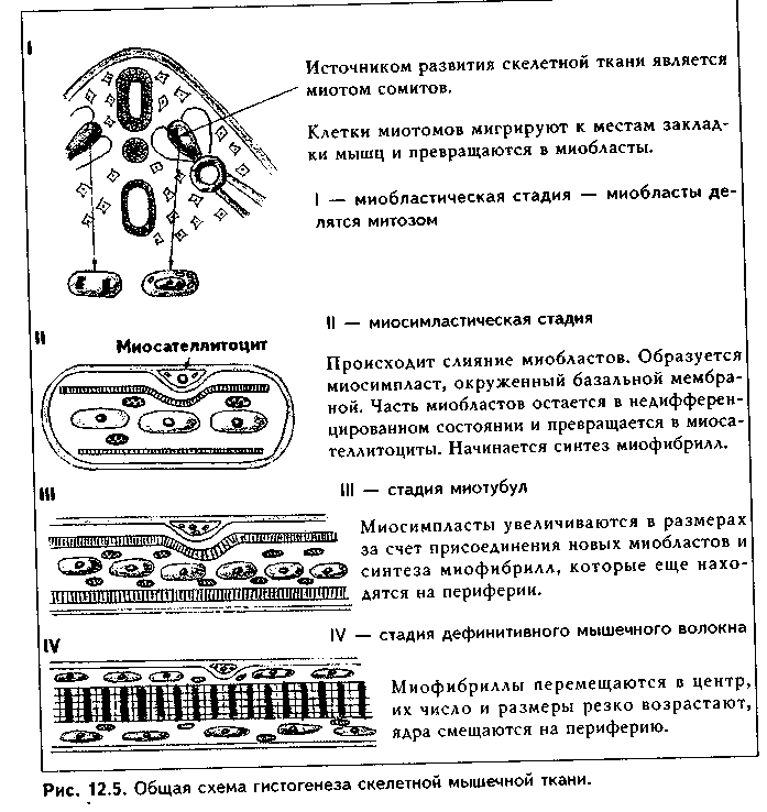 скелетная мышечная ткань - student2.ru