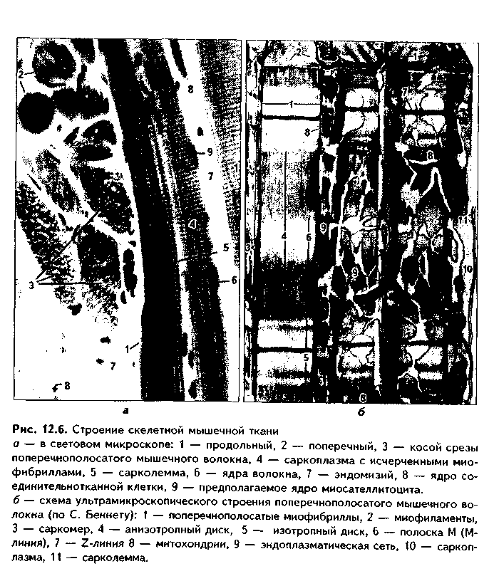 скелетная мышечная ткань - student2.ru