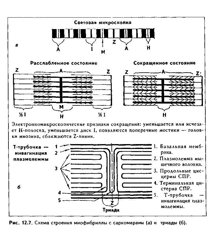 скелетная мышечная ткань - student2.ru