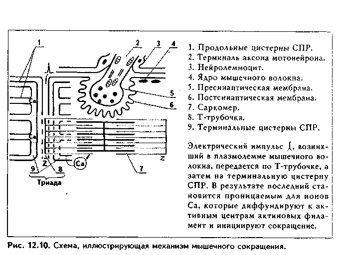 скелетная мышечная ткань - student2.ru