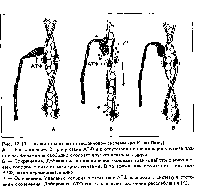 скелетная мышечная ткань - student2.ru