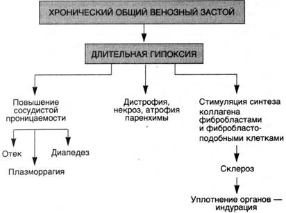 Схема 13. Морфогенез хронической сердечно-сосудистой недостаточности - student2.ru
