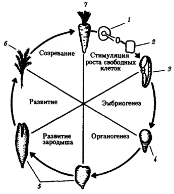 Схема 8.1. Дифференцировка мезодермы - student2.ru